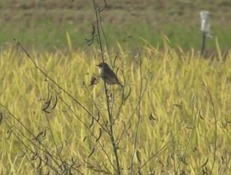永和で見かけたノビタキ