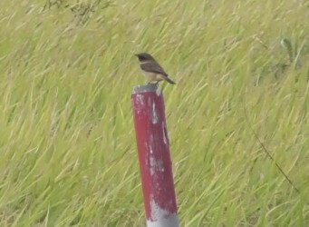 愛西市で見かけたノビタキ