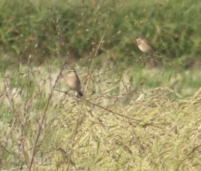 海津市森下で見かけたノビタキ