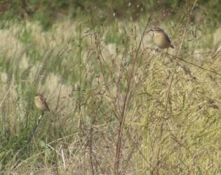 海津市森下で見かけたノビタキ
