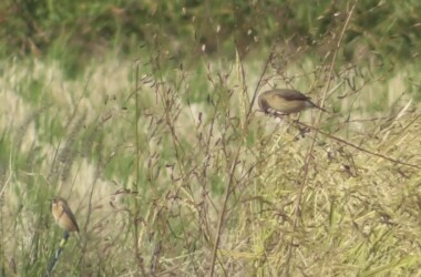海津市森下で見かけたノビタキ