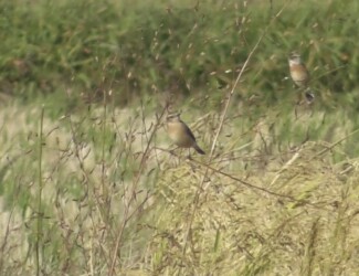 海津市森下で見かけたノビタキ