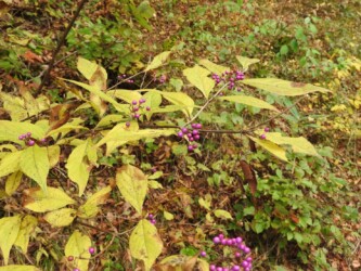 若松観音裏のムラサキシキブ