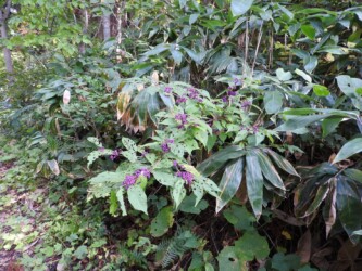 ムクロ沢で見かけたムラサキシキブ