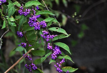 天童で見かけたコムラサキシキブ