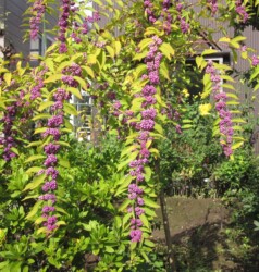 天童で見かけたコムラサキシキブ