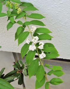 天童で見かけたシロムラサキシキブ