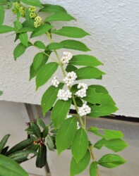 天童で見かけたシロムラサキシキブ