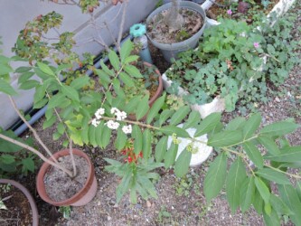 天童で見かけたシロムラサキシキブ