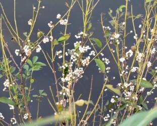 善太川沿いのシロムラサキシキブ