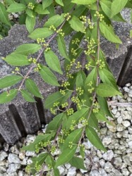 自宅の庭のムラサキシキブ