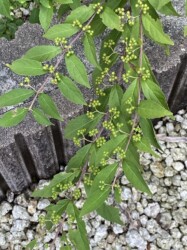 自宅の庭のムラサキシキブ