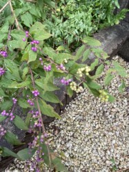 自宅の庭の赤紫色のムラサキシキブ