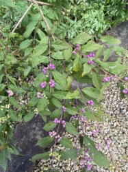 自宅の庭の赤紫色のムラサキシキブ