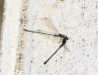 亀山で見かけたアオイトトンボ