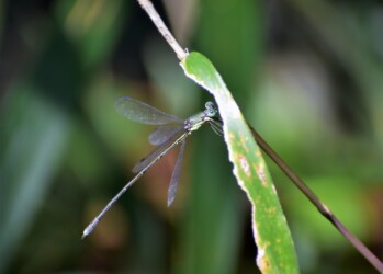 亀山で見かけたアオイトトンボ