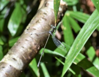 亀山で見かけたアオイトトンボ