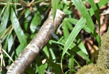 亀山で見かけたアオイトトンボ