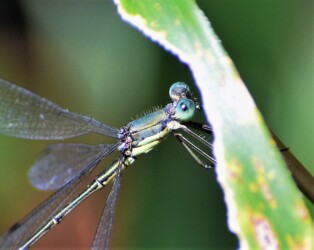 亀山のアオイトトンボの胸部の金緑色部