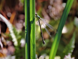 天童で見かけたアオイトトンボ