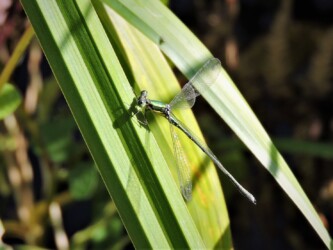 天童で見かけたアオイトトンボ