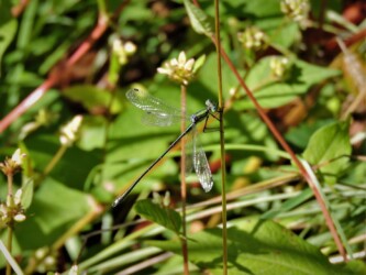 天童で見かけたアオイトトンボ