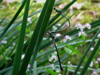 天童で見かけたアオイトトンボ