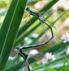天童のアオイトトンボの胸部の金緑色部