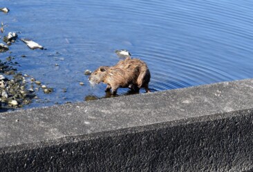 親のヌートリア