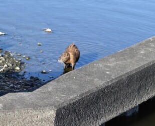 親のヌートリア