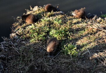 草を食べる幼獣