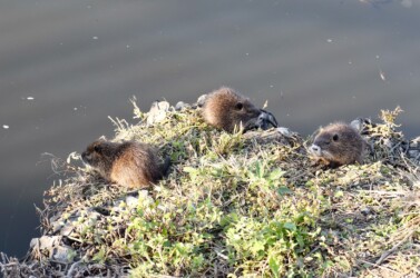 草を食べる幼獣