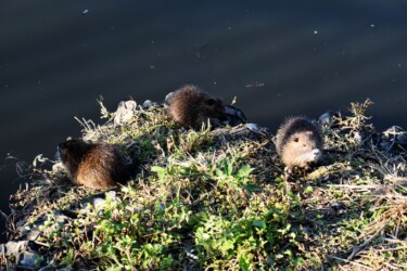 草を食べる幼獣