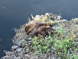 みんなでかたまる幼獣