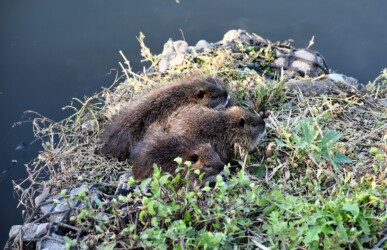 みんなでかたまる幼獣