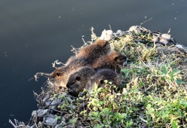 みんなでかたまる幼獣