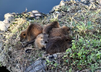 みんなでかたまる幼獣
