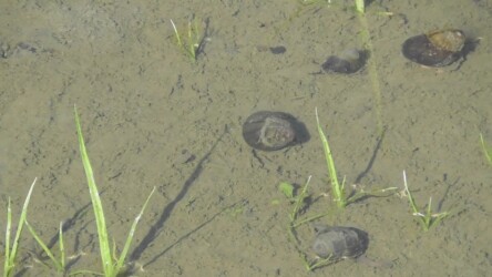 養殖池のタニシ
