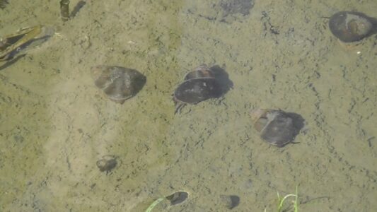 養殖池のタニシ