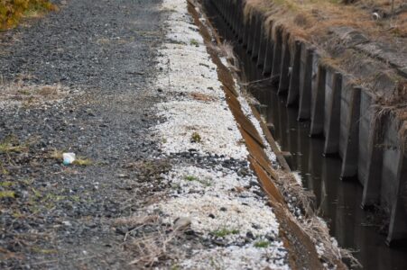 道路の端に捨てられたタニシの殻