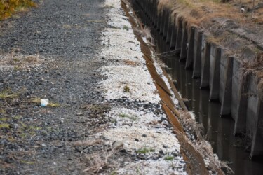 道路の端に捨てられたタニシの殻