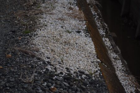 道路の端に捨てられたタニシの殻