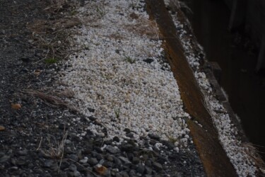 道路の端に捨てられたタニシの殻