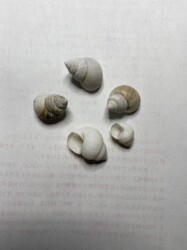 拾ったタニシの殻