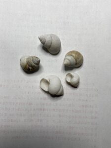 拾ったタニシの殻
