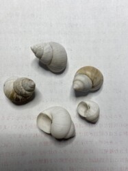 拾ったタニシの殻