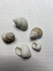 拾ったタニシの殻