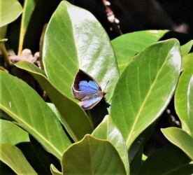 ムラサキシジミ