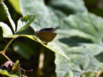 ムラサキシジミ