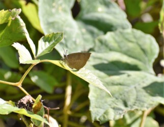 ムラサキシジミ